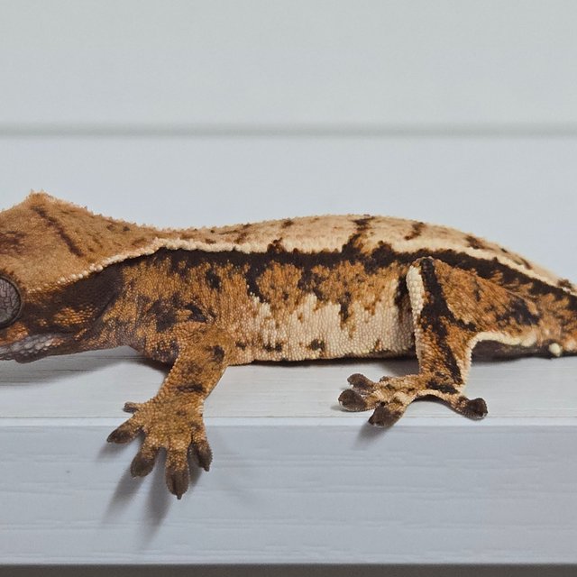 트라이 익스트림할리퀸