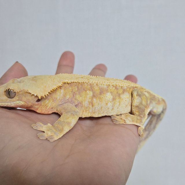 노멀 레드 트라이 익스트림할리퀸