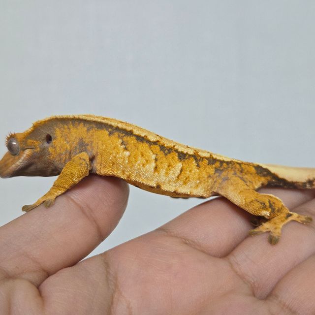 텐저린 트라이 익스트림할리퀸