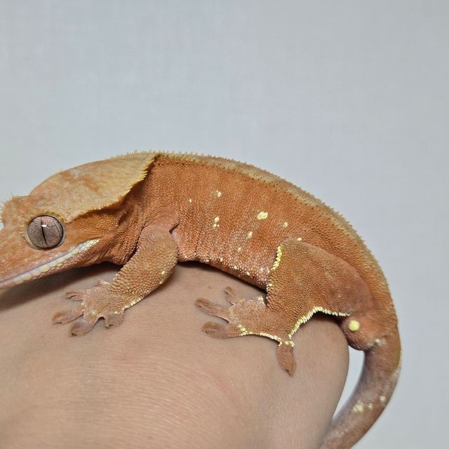 노멀 레드 바이