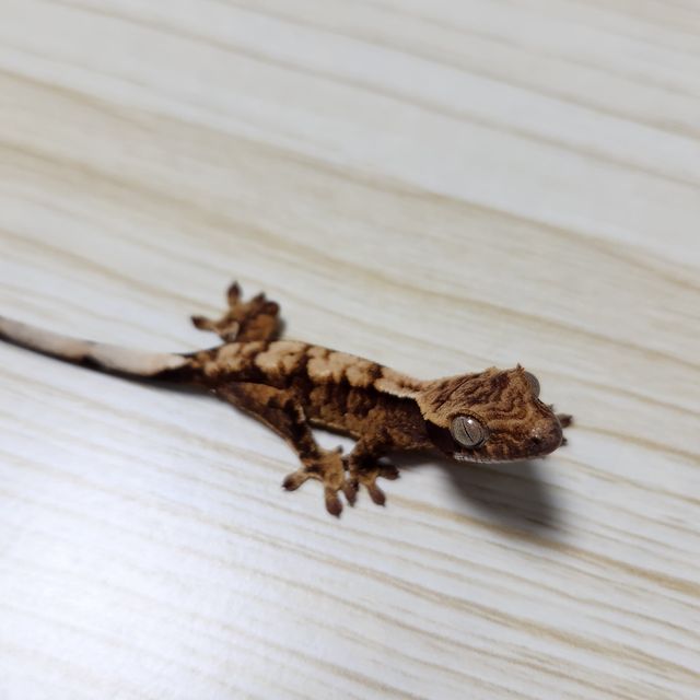 노멀 트라이 익스트림할리퀸