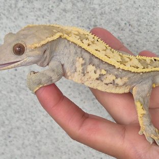 계피