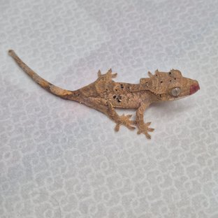 반려동물 이미지