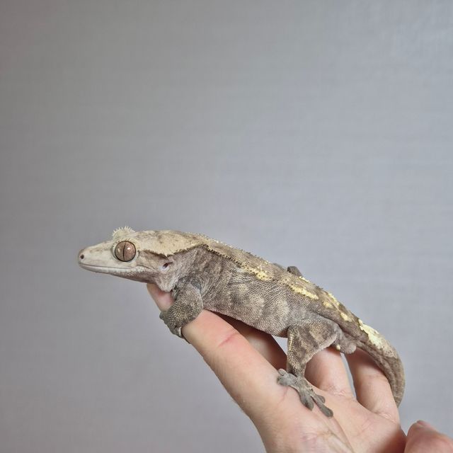 세이블