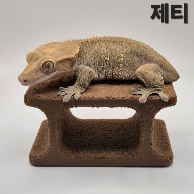 노멀 벅스킨 다크