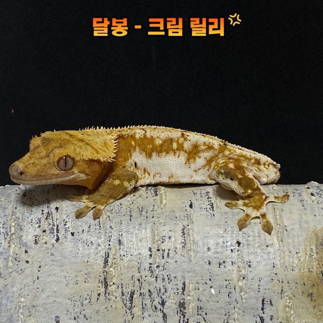 릴리화이트 크림