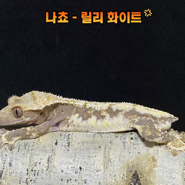 릴리화이트