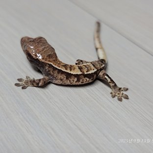 카푸치노