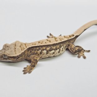 쿼드 핀스트라이프 화이트스팟