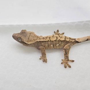 트라이 화이트스팟