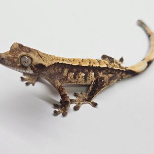 트라이 쿼드 화이트스팟