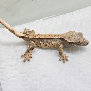 트라이 쿼드 핀스트라이프