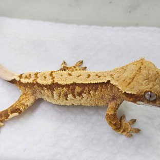 트라이 화이트스팟 옐로우