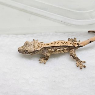 트라이 쿼드 핀스트라이프