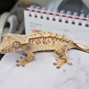 트라이 화이트스팟 핀스트라이프