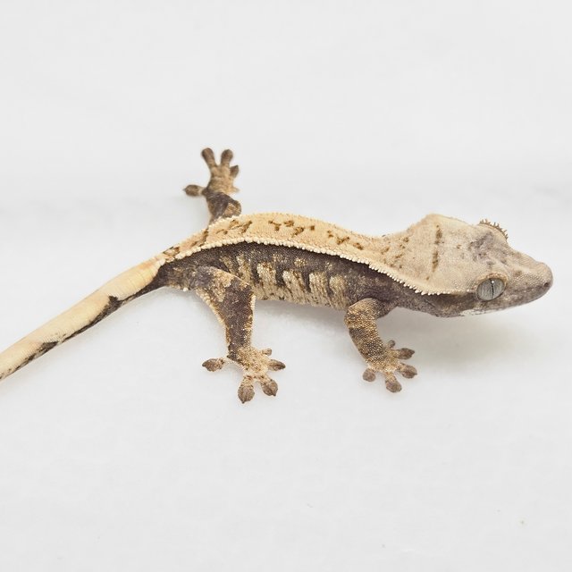 쿼드 트라이 화이트스팟 핀스트라이프