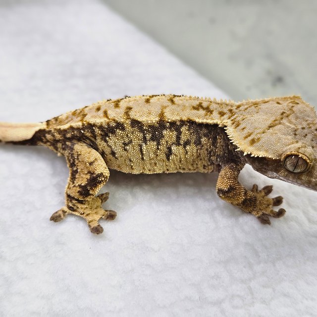 노멀 트라이 화이트스팟