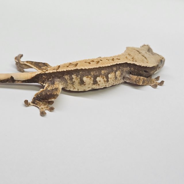 쿼드 트라이 화이트스팟 핀스트라이프