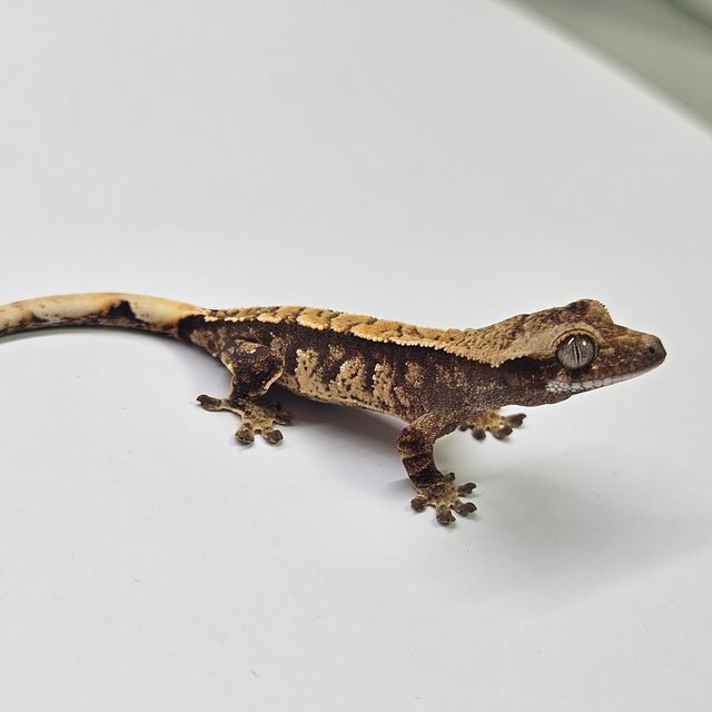 트라이 쿼드 화이트스팟