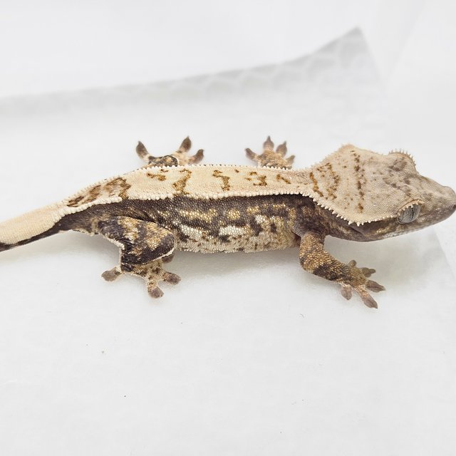 쿼드 핀스트라이프 화이트스팟