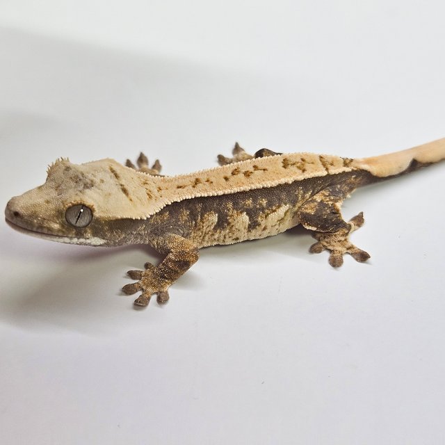 쿼드 트라이 화이트스팟 핀스트라이프