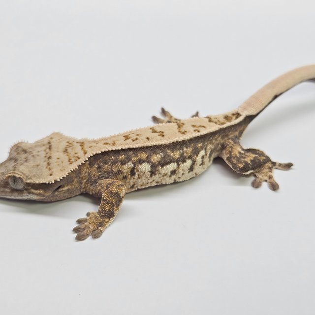 쿼드 핀스트라이프 화이트스팟