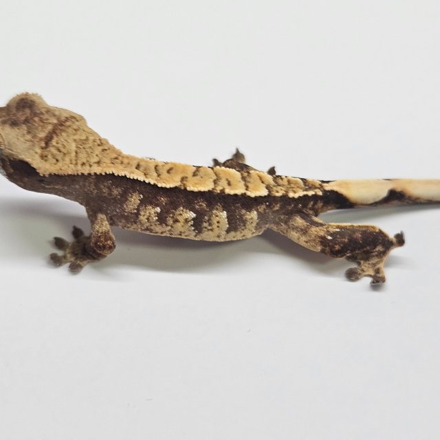 트라이 쿼드 화이트스팟