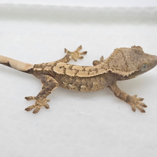 트라이 화이트스팟