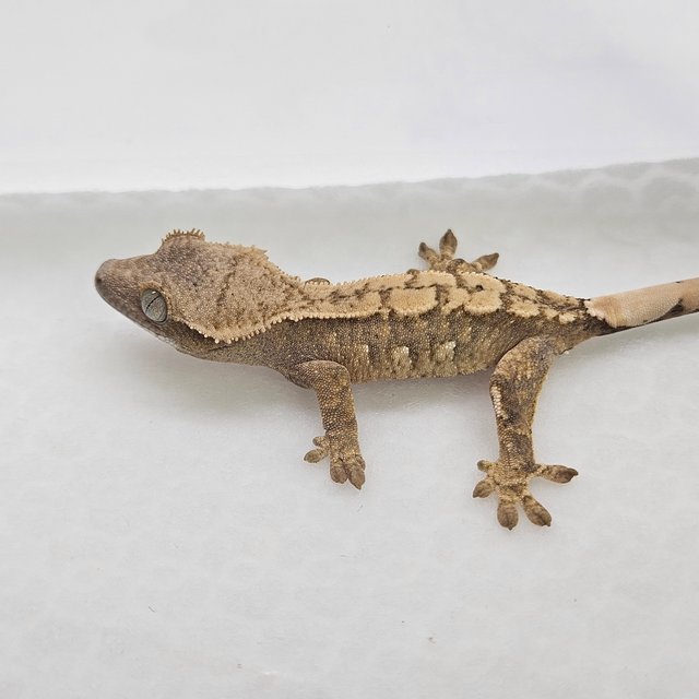 트라이 화이트스팟