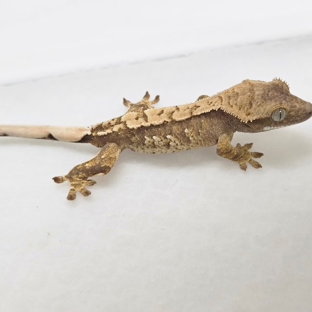 트라이 화이트스팟