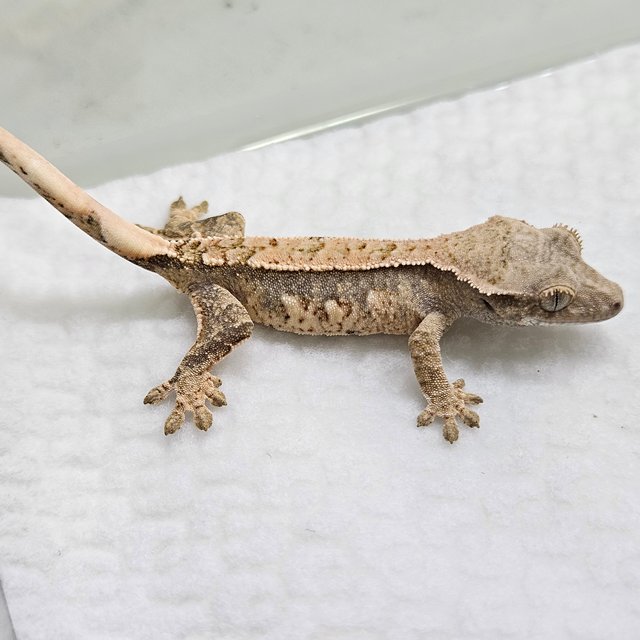 트라이 쿼드 핀스트라이프