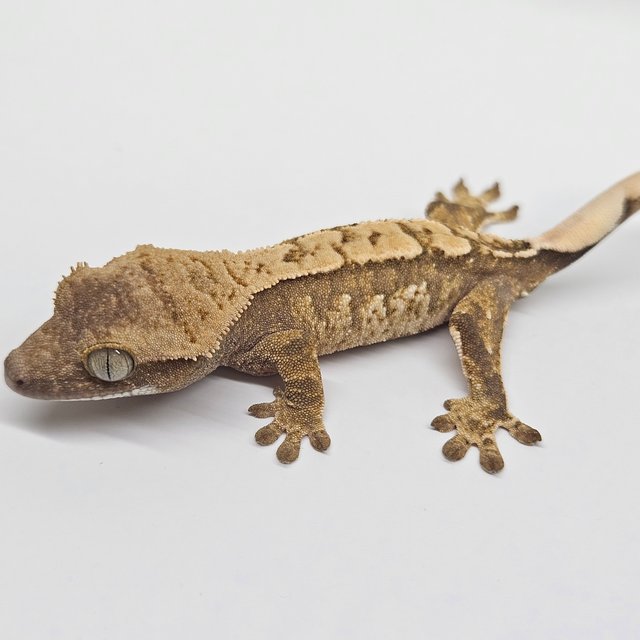 트라이 화이트스팟