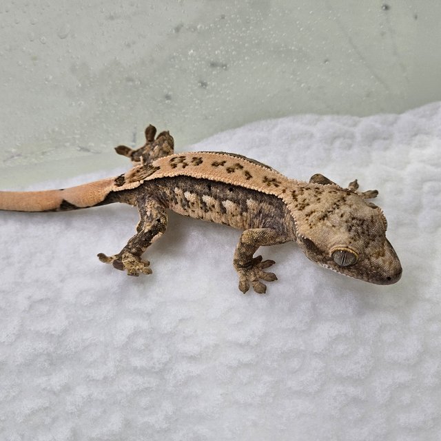 트라이 쿼드 핀스트라이프