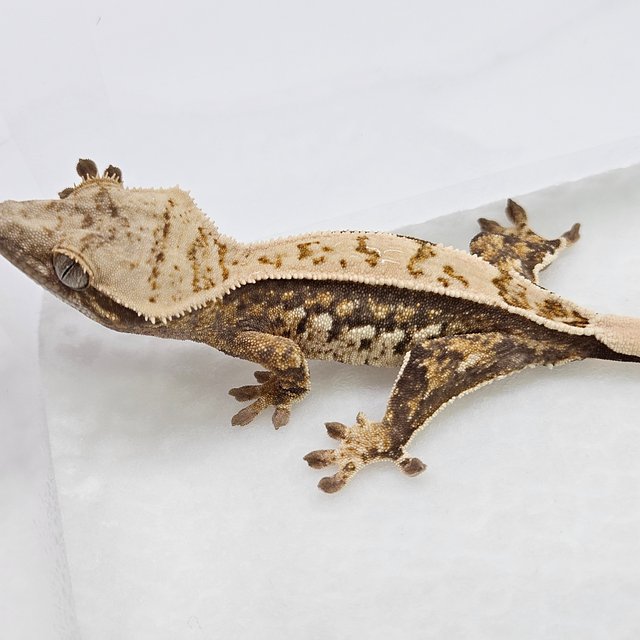 쿼드 핀스트라이프 화이트스팟