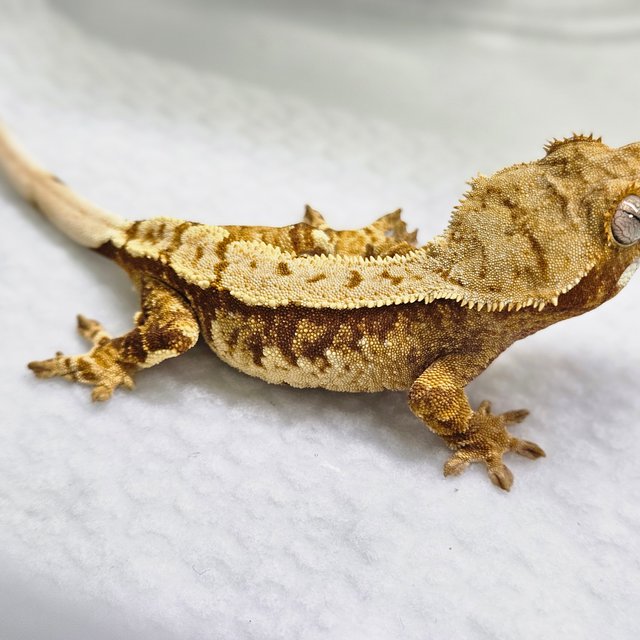 트라이 화이트스팟 옐로우