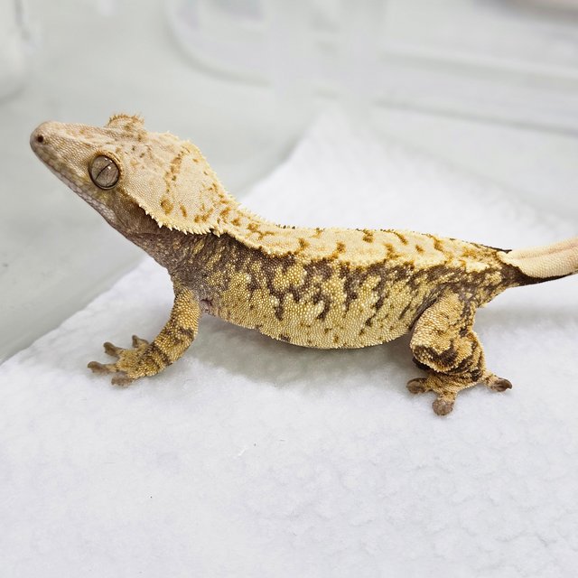 노멀 트라이 화이트스팟