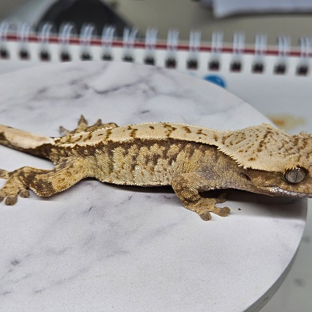 트라이 화이트스팟 핀스트라이프