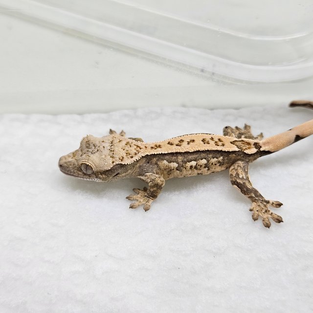 트라이 쿼드 핀스트라이프