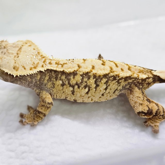 노멀 트라이 화이트스팟