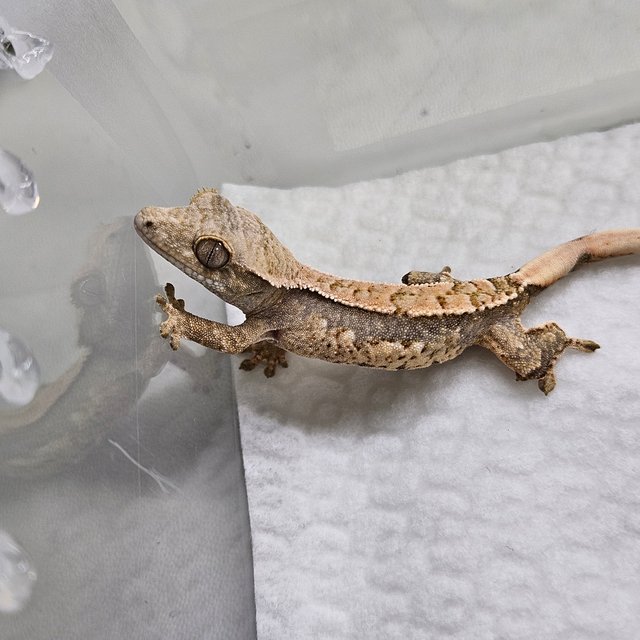 트라이 쿼드 핀스트라이프