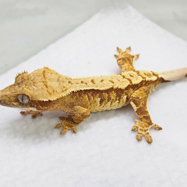 트라이 화이트스팟 옐로우