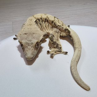 노멀 익스트림할리퀸