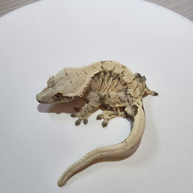 노멀 익스트림할리퀸 트라이