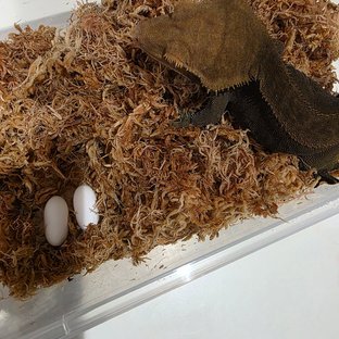 말자