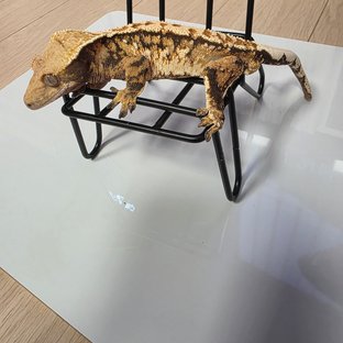 트라이 익스트림할리퀸