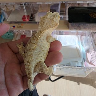 뿌앵
