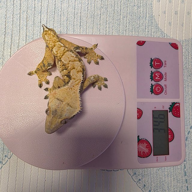 트라이 익스트림할리퀸