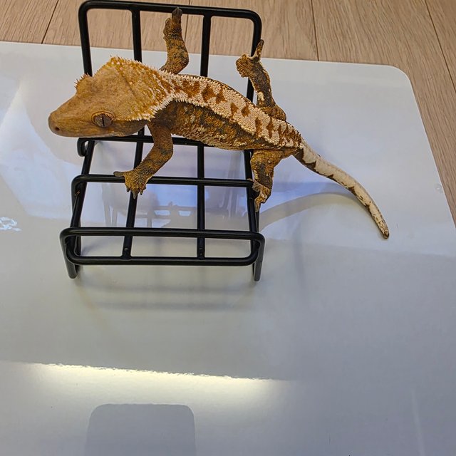 트라이 익스트림할리퀸