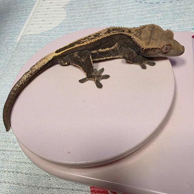 슈퍼스트라이프 엠티백