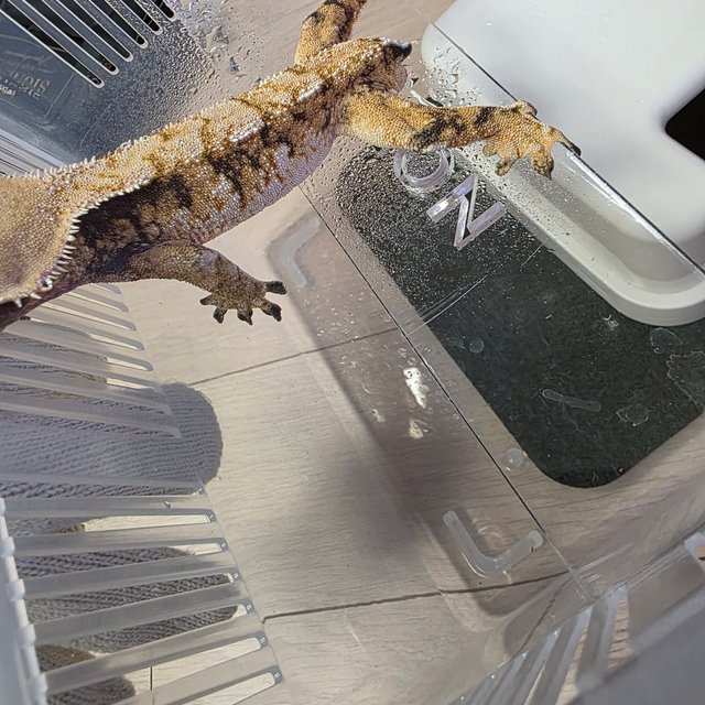 트라이 익스트림할리퀸